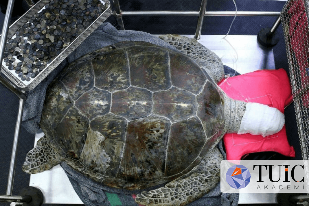 Tayland’ta Deniz Kaplumbağasının Midesinden Yaklaşık 900 Adet Bozuk Para Çıktı.