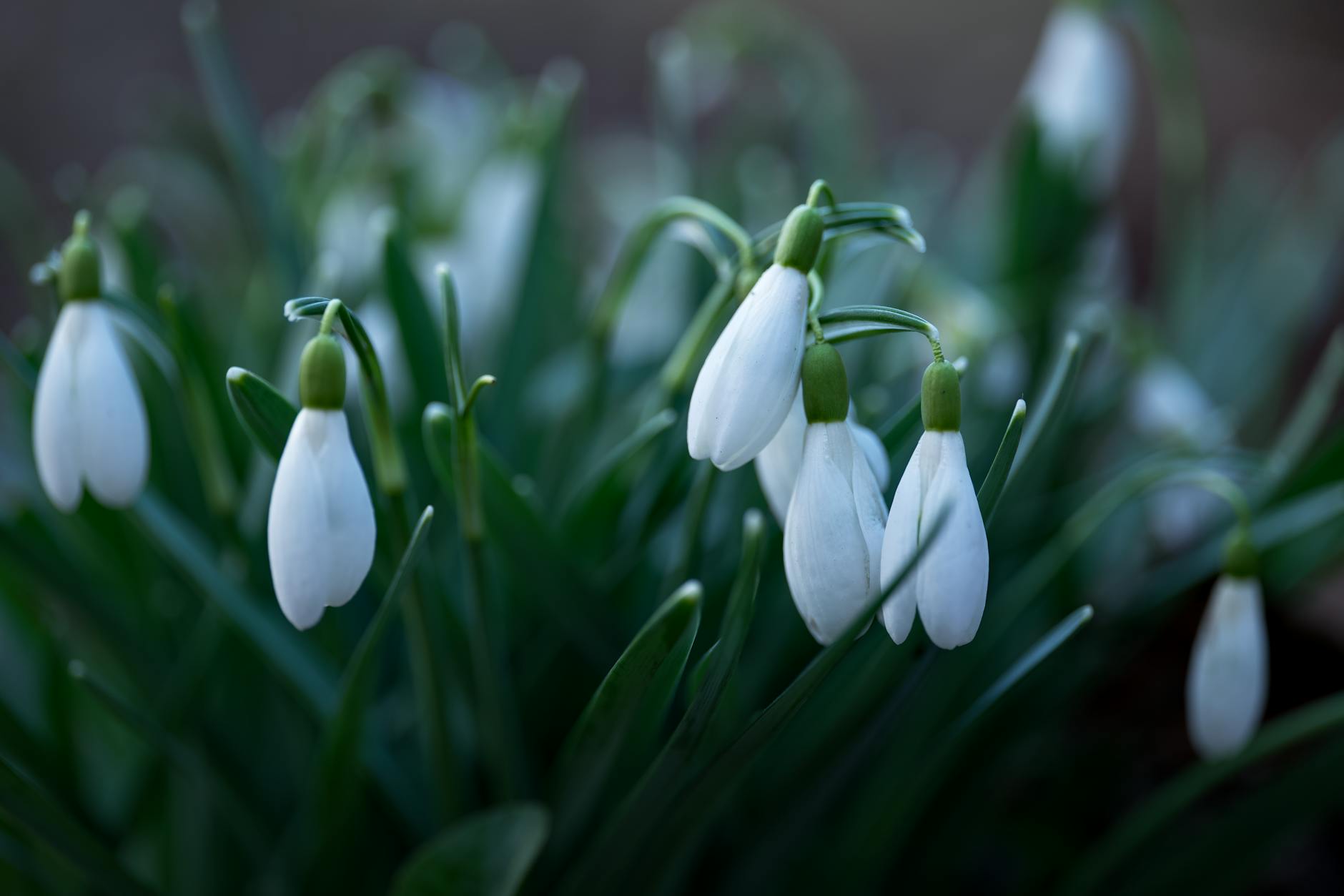 snowdrop